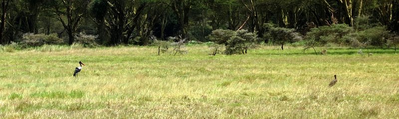 day05IMG_0514.jpg - Saddle billed storks, Lake Nakuru National Park, Kenya