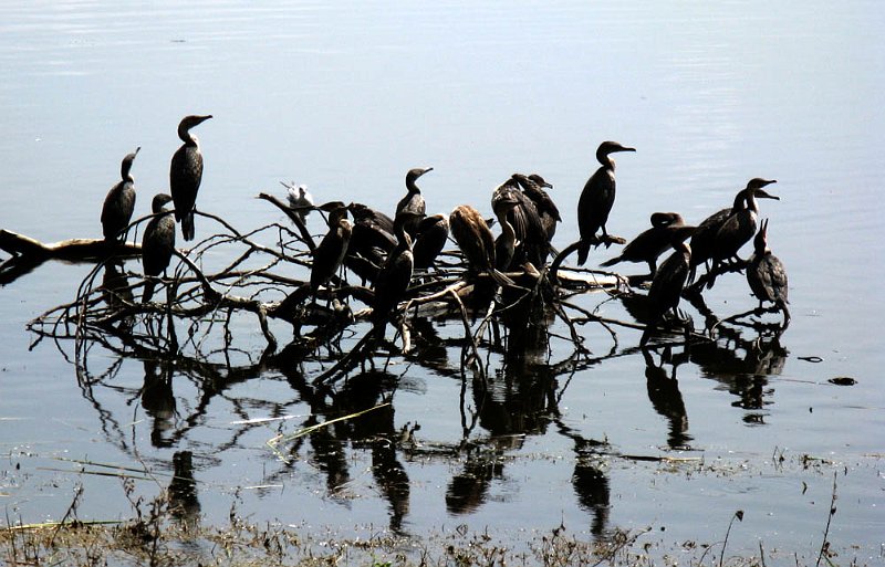day05IMG_2426.jpg - Black-necked grebes, Lake Nakuru National Park, Kenya