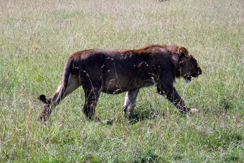 day06IMG_2536.jpg - A pride of lions emerges from the grassland.  Masai Mara, Kenya