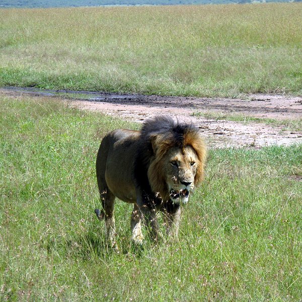 day06IMG_2570.jpg - The patriarch of the pride, Masai Mara, Kenya