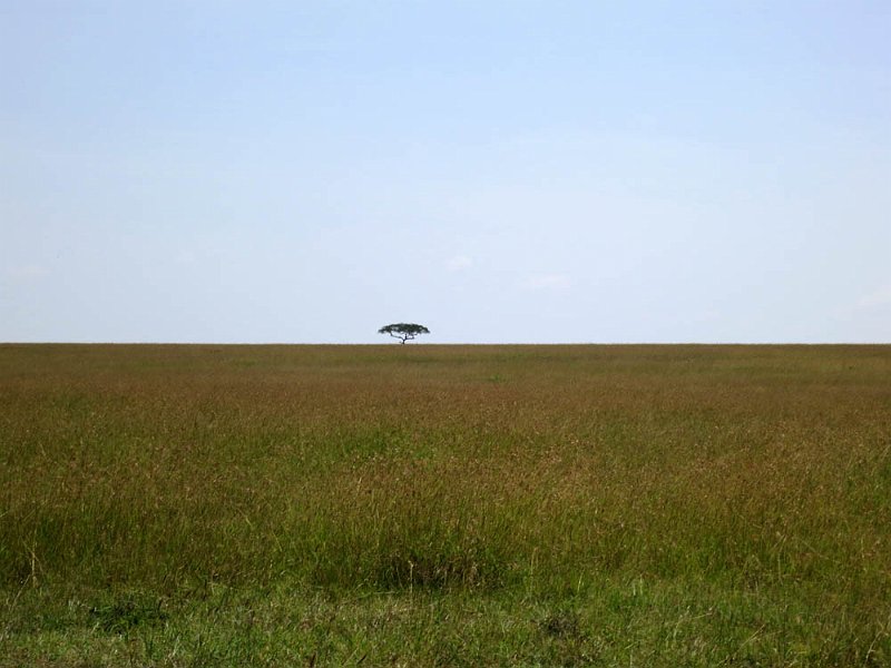 day07IMG_0748.jpg - Panorama with acacia tree, Masai Mara, Kenya